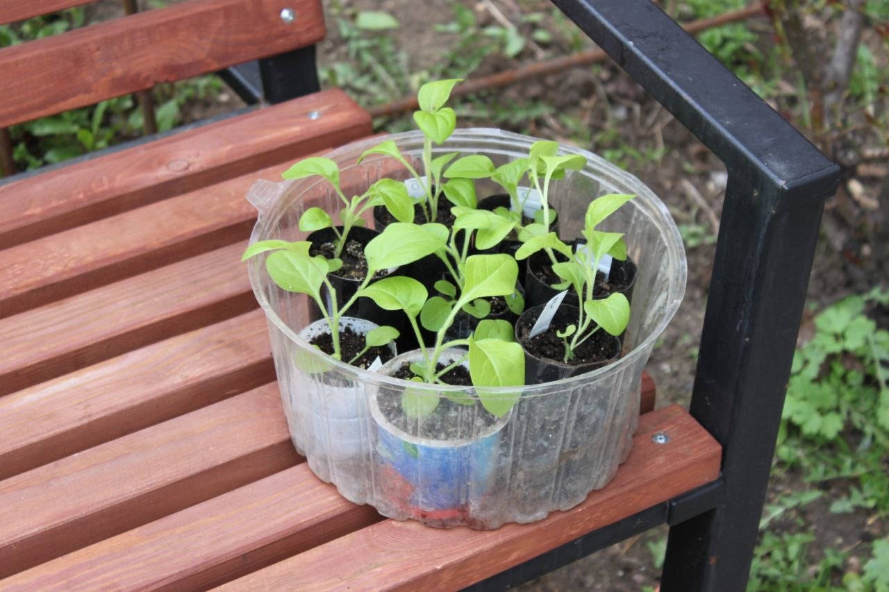 Белим, красим, убираем. Жильцы дома №28 на улице Калиновского